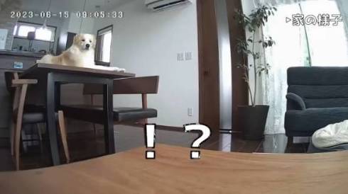 犬 ボーダーコリー アリスちゃん ルナちゃん ルナリスちゃん お留守番