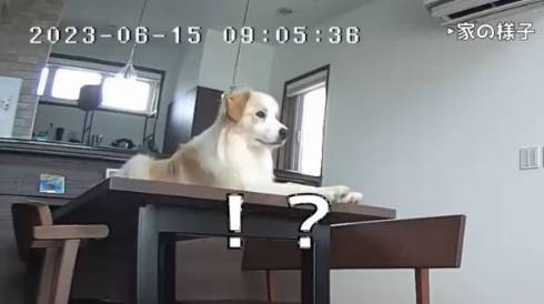 犬 ボーダーコリー アリスちゃん ルナちゃん ルナリスちゃん お留守番