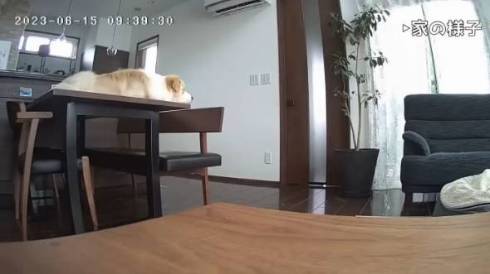 犬 ボーダーコリー アリスちゃん ルナちゃん ルナリスちゃん お留守番