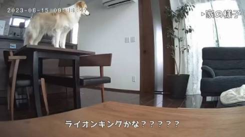 犬 ボーダーコリー アリスちゃん ルナちゃん ルナリスちゃん お留守番