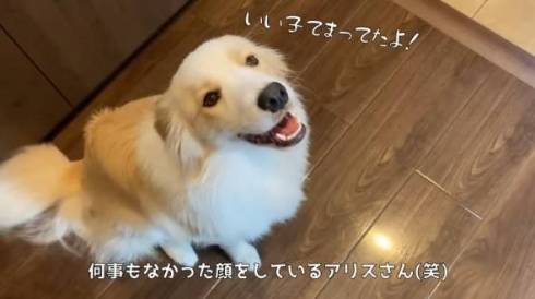 犬 ボーダーコリー アリスちゃん ルナちゃん ルナリスちゃん お留守番