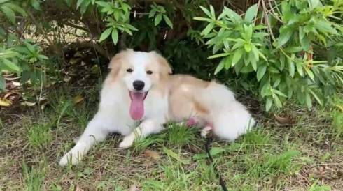 犬 ボーダーコリー アリスちゃん ルナちゃん ルナリスちゃん お留守番