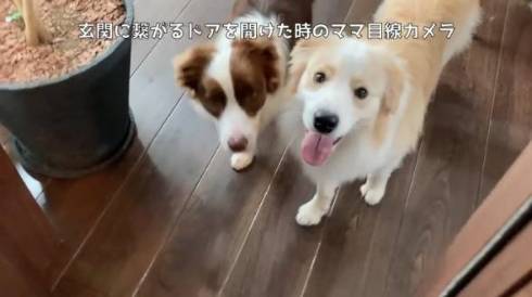 犬 ボーダーコリー アリスちゃん ルナちゃん ルナリスちゃん お留守番