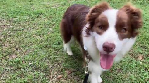 犬 ボーダーコリー アリスちゃん ルナちゃん ルナリスちゃん お留守番