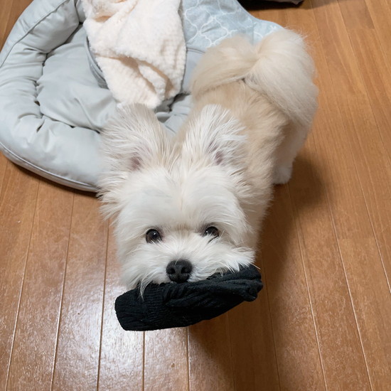 靴下をくわえた犬