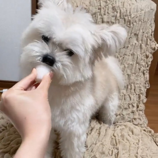 ゼリーを食べる犬
