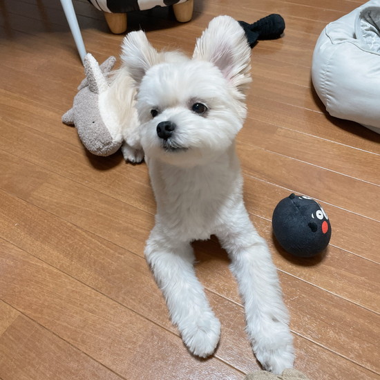 不信感のある犬