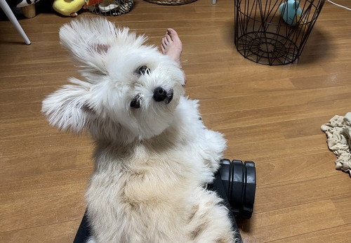 筋トレを阻む犬