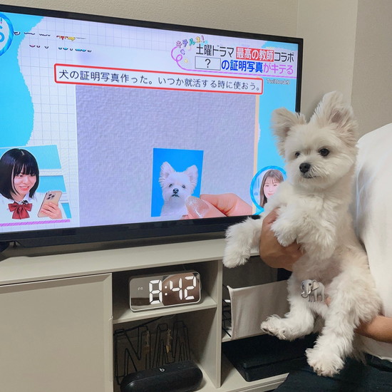 テレビに映った犬