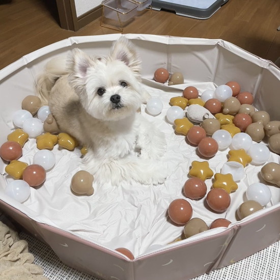 ボールプールの犬