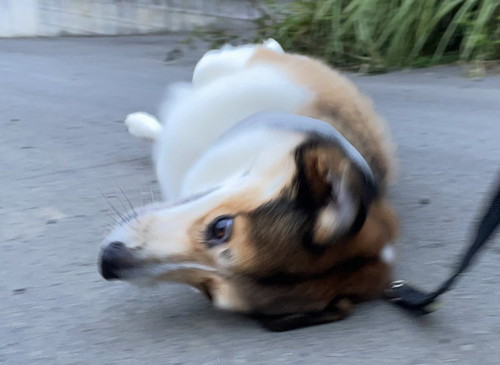 視線が合わない犬