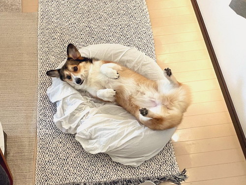 はまっている犬