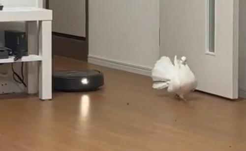 ルンバを引き連れるハト