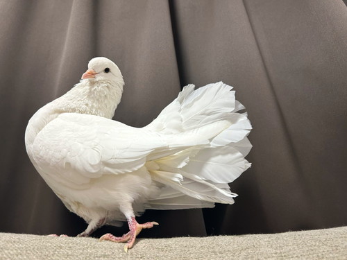 いい感じのポーズのハト