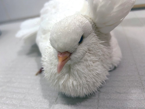 しっとりしたハト