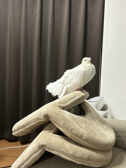 乾かし中のハト