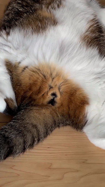 完全にチャウチャウ