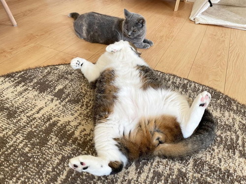 まめすけとこむぎ