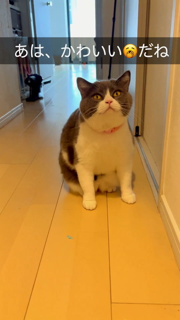 かわいいあくびだね