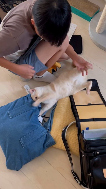 バッグに入ろう猫