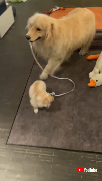 仲良く歩く2匹の犬