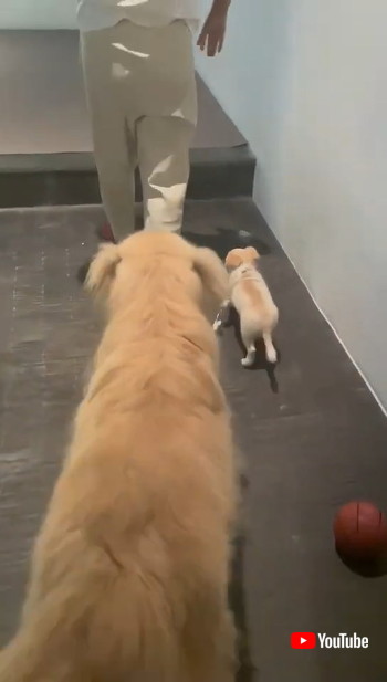 子犬を散歩させるゴールデンレトリバー