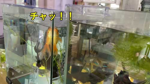 音を出して人を呼びエサを要求する金魚