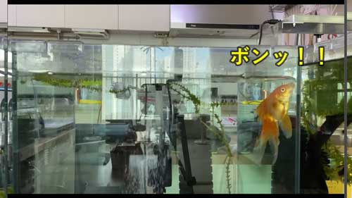 音を出して人を呼びエサを要求する金魚