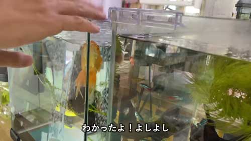 音を出して人を呼びエサを要求する金魚