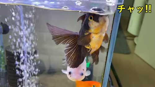 音を出して人を呼びエサを要求する金魚