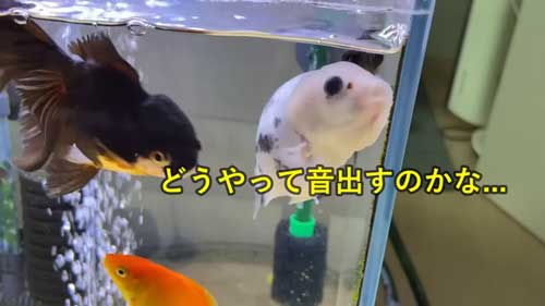 音を出して人を呼びエサを要求する金魚