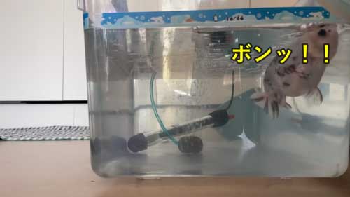 音を出して人を呼びエサを要求する金魚