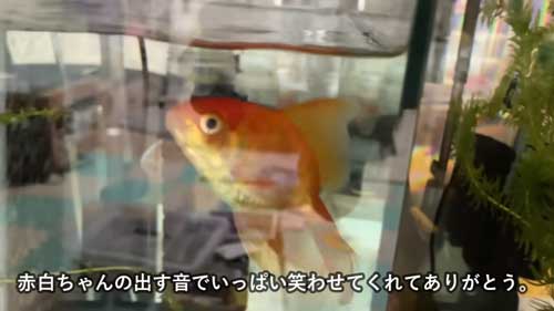 音を出して人を呼びエサを要求する金魚