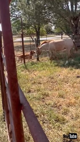 あいさつする犬と馬