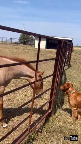 触れ合う犬と馬
