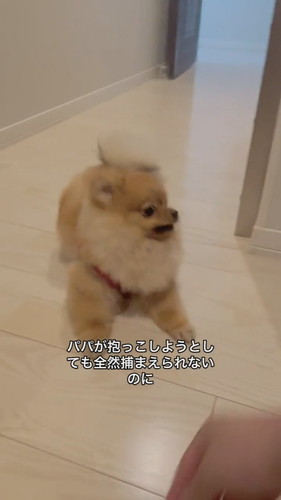 パパの抱っこは逃げるけどママには自分から行くワンコ