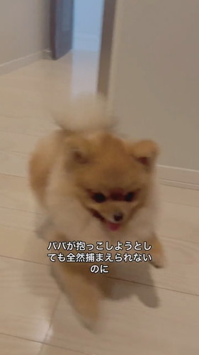 パパの抱っこは逃げるけどママには自分から行くワンコ