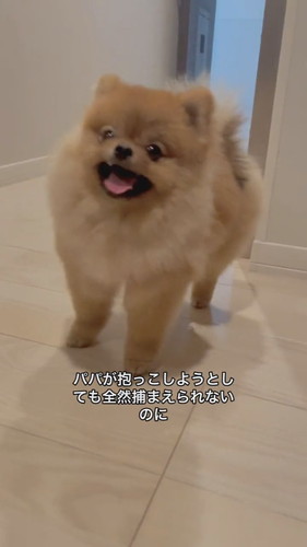 パパの抱っこは逃げるけどママには自分から行くワンコ