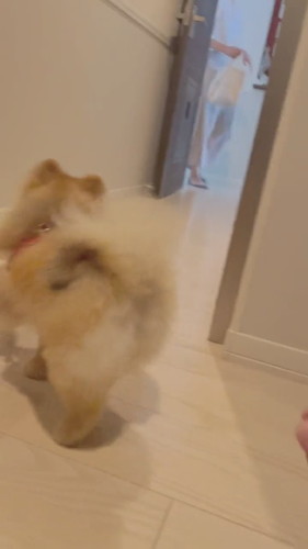 パパの抱っこは逃げるけどママには自分から行くワンコ