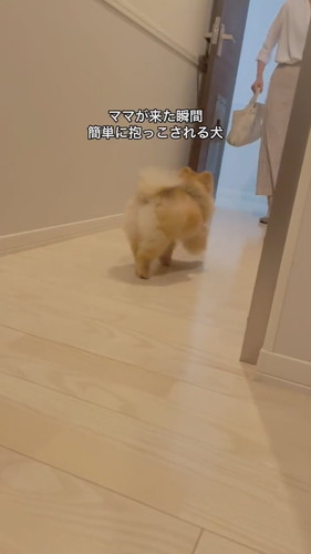 パパの抱っこは逃げるけどママには自分から行くワンコ