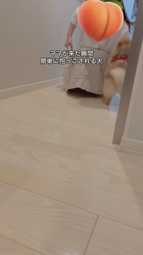 パパの抱っこは逃げるけどママには自分から行くワンコ