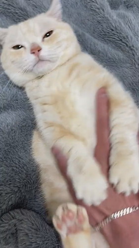 顔は絶対触らせない猫