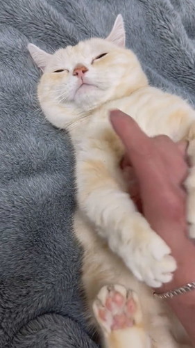 顔は絶対触らせない猫