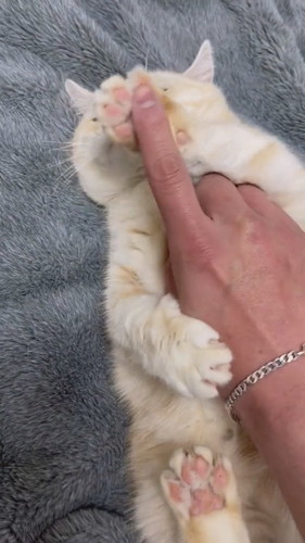 顔は絶対触らせない猫