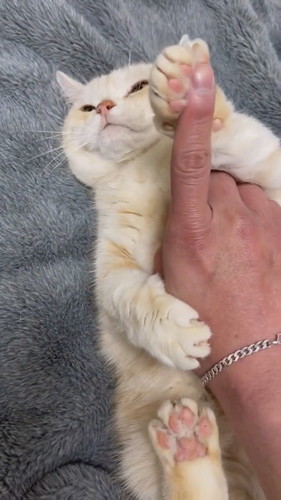 顔は絶対触らせない猫