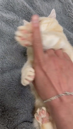 顔は絶対触らせない猫