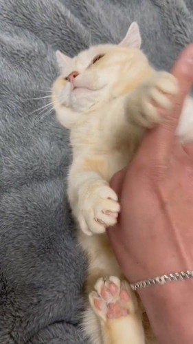 顔は絶対触らせない猫