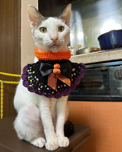 ハロウィンの猫ちゃんたち