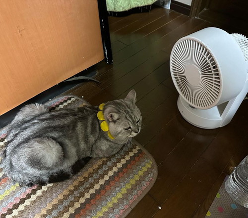扇風機の猫