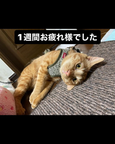 いたわる猫